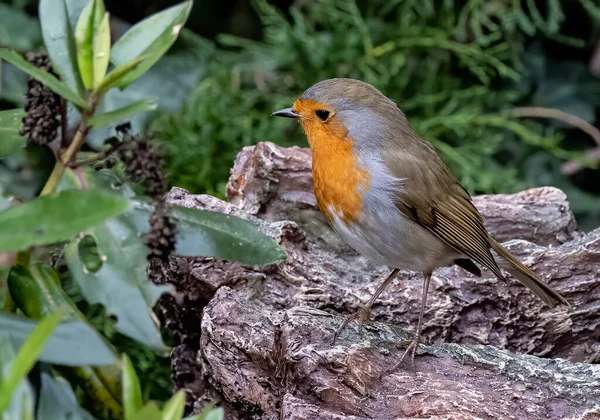 Gros Plan Oiseau Dans Habitat Naturel — Photo