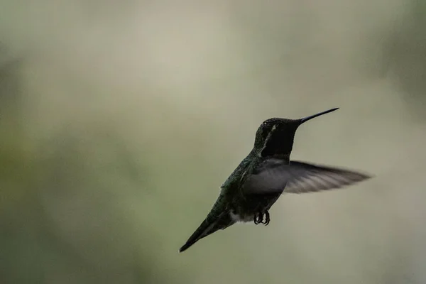 Vue Rapprochée Petit Oiseau — Photo