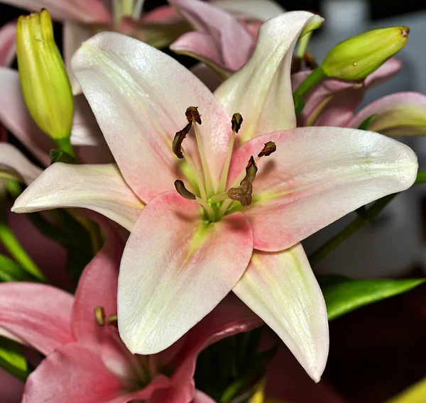 Piękny Kwiat Lilii Ogrodzie — Zdjęcie stockowe