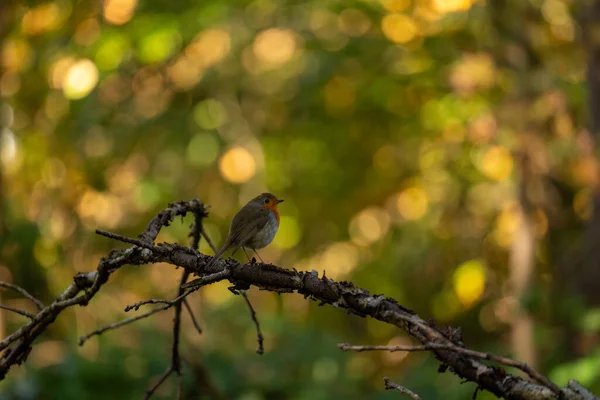 Oiseau Est Assis Sur Une Branche Arbre — Photo