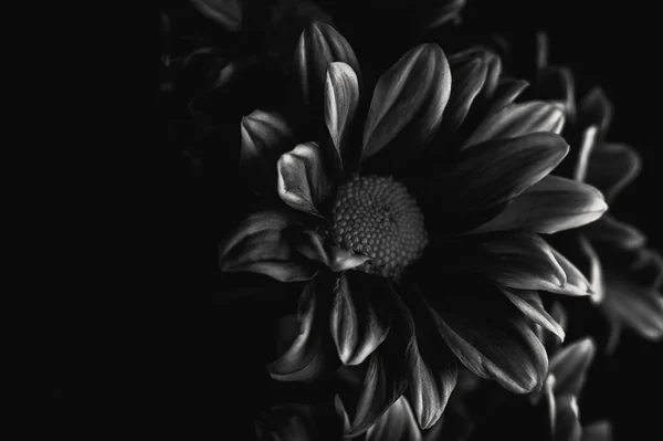 Czarno Białe Zdjęcie Pięknego Kwiatu Dahlii — Zdjęcie stockowe