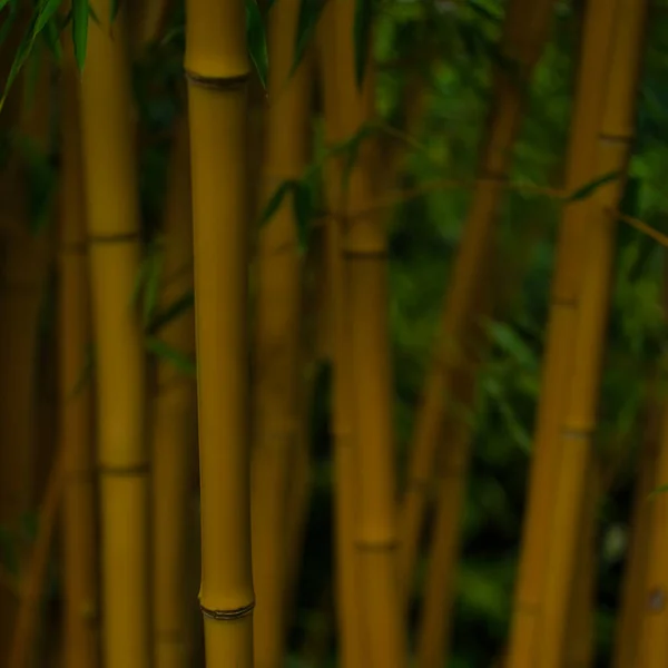 Boschetto Bambù Nella Foresta — Foto Stock