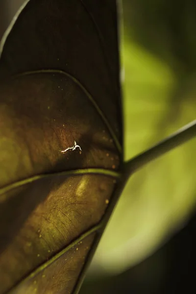 Gros Plan Une Feuille Sur Arbre — Photo