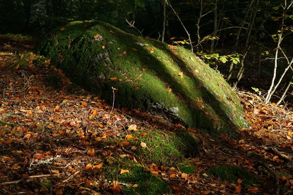 苔と木のある秋の森 — ストック写真