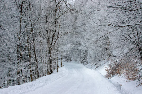 Route Forestière Hiver Dans Neige — Photo