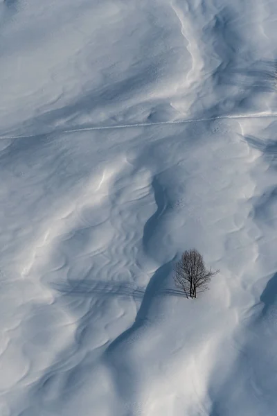 Árvore Coberta Neve Floresta Inverno — Fotografia de Stock