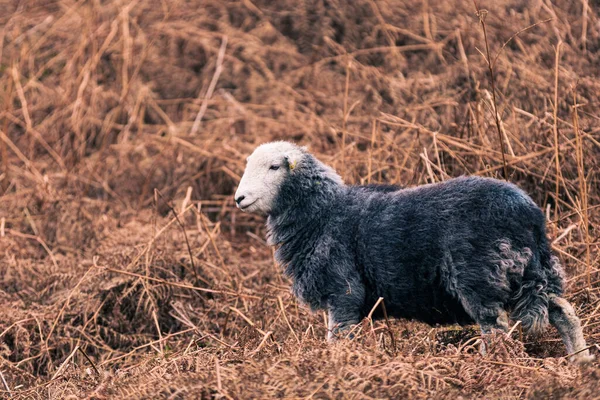 Closeup Shot Cute Sheep — Stock Photo, Image