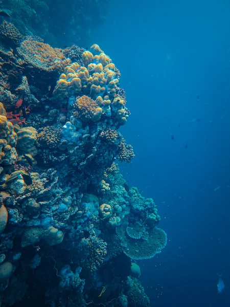 Récif Corallien Mer Rouge Egypte — Photo