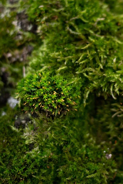 Musgo Verde Árvore — Fotografia de Stock