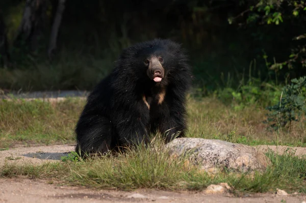 Jabalí Animal Naturaleza Fauna — Foto de Stock