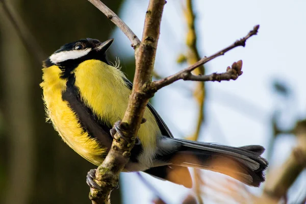 Oiseau Sur Une Branche Arbre — Photo