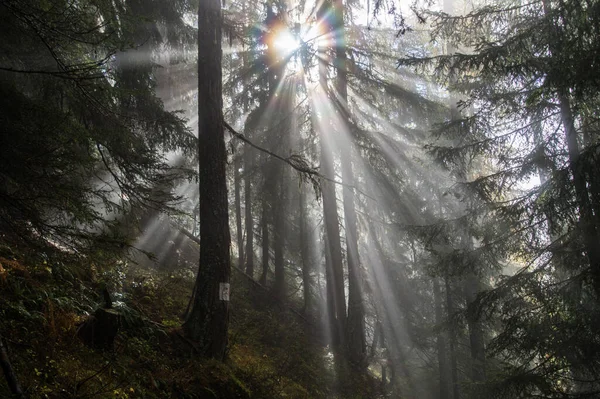 Лісові Дерева Зелений Ранок — стокове фото