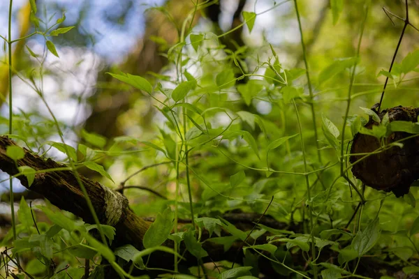 Zöld Levelek Erdőben — Stock Fotó