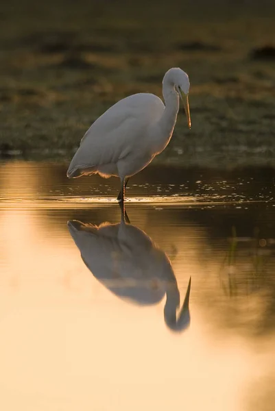 Schöner Silberreiher Wasser — Stockfoto