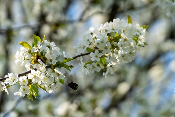 Білі Квіти Дереві — стокове фото