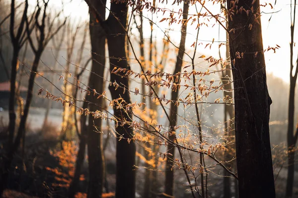 木々の上に黄色の葉を持つ秋の森 — ストック写真