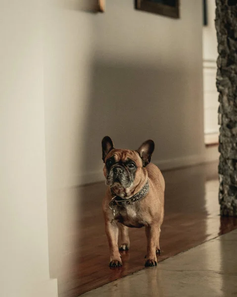 Hond Zittend Vloer — Stockfoto