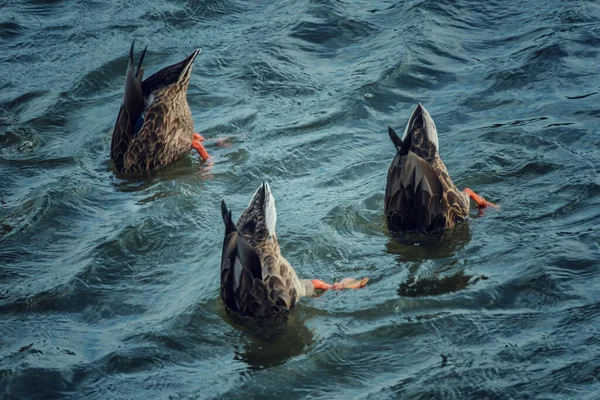 Suda Bir Ördek Sürüsü — Stok fotoğraf