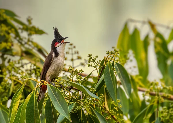 雀鸟在自然栖息地的近景 — 图库照片