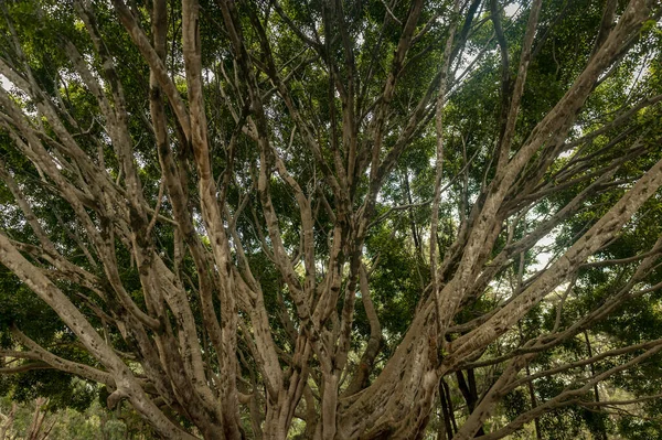 Zöld Levelek Erdőben — Stock Fotó