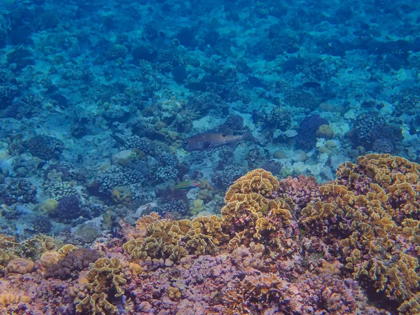 Korallzátony Gyönyörű Tengerben Tengeri Világ — Stock Fotó