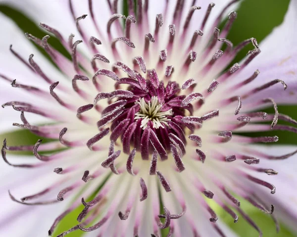 Piękne Botaniczne Ujęcie Naturalna Tapeta — Zdjęcie stockowe