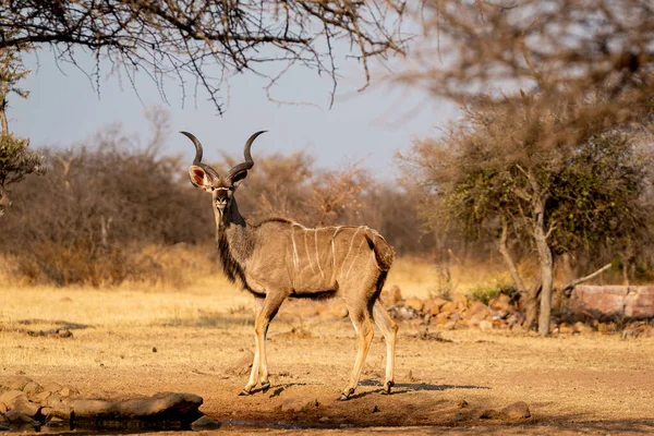 Antilopa Savaně Namibie — Stock fotografie
