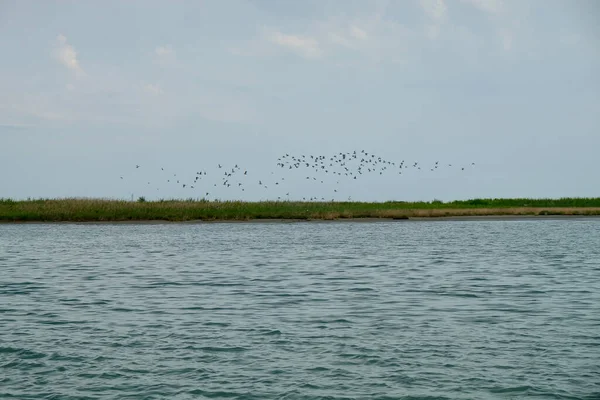 Ave Volando Lago —  Fotos de Stock