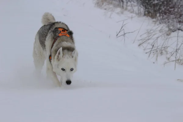 Perro Nieve —  Fotos de Stock