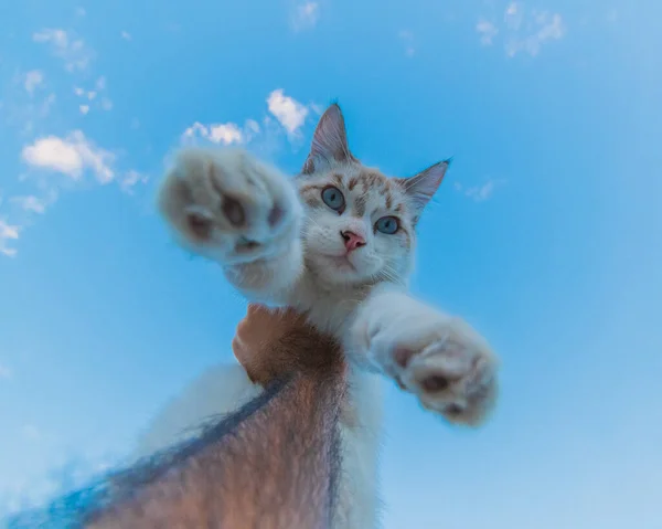 Niedliche Katze Auf Dem Blauen Himmel Hintergrund — Stockfoto