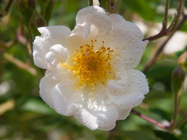 Botanical Shot Flowers Closeup — Stock Photo, Image