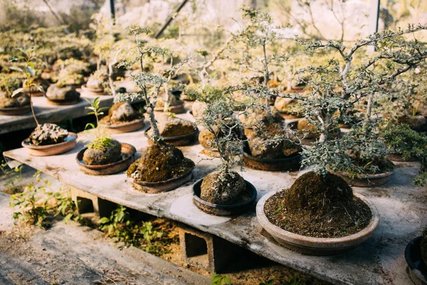 Hermoso Plano Botánico Fondo Pantalla Natural — Foto de Stock