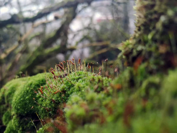 Πράσινα Βρύα Στο Δάσος — Φωτογραφία Αρχείου