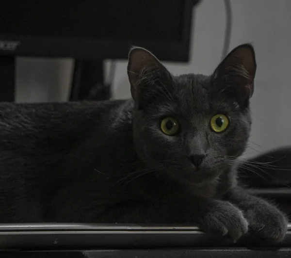 Schwarz Weiße Katze Mit Blauen Augen — Stockfoto