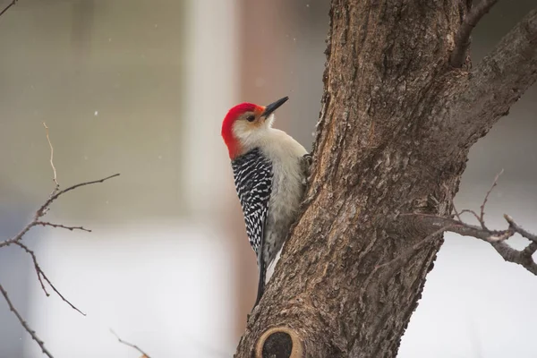 自然の中の木の鳥は — ストック写真