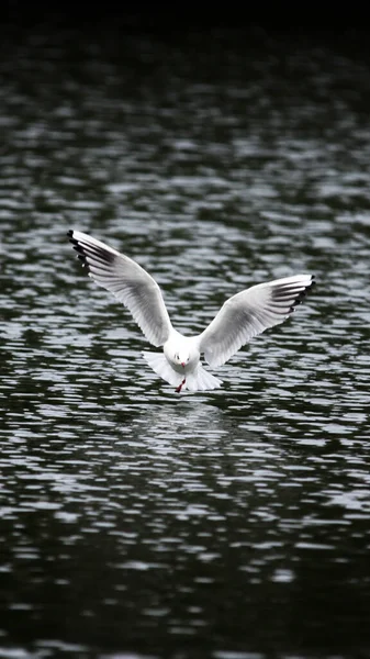 Gaivota Voando Céu — Fotografia de Stock