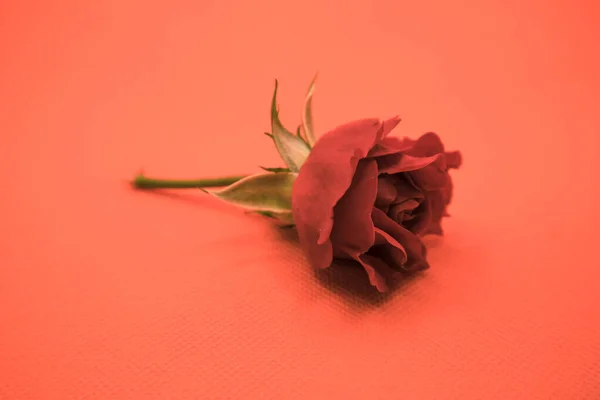 Όμορφα Κόκκινα Τριαντάφυλλα Ροζ Φόντο Μια Θολή Bokeh — Φωτογραφία Αρχείου