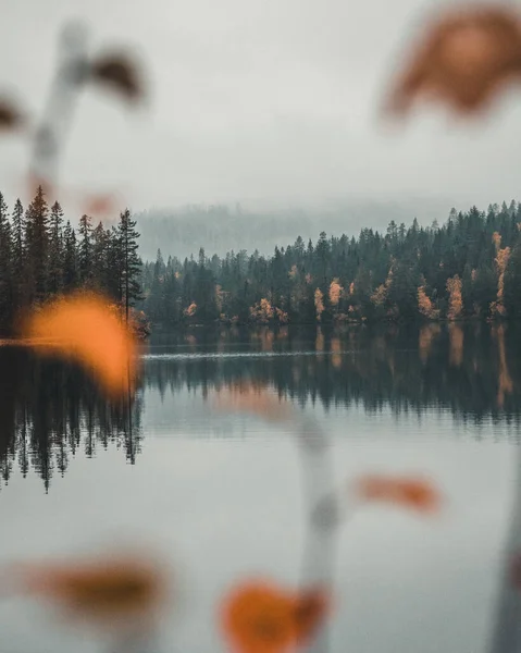Beau Paysage Avec Lac Dans Forêt — Photo