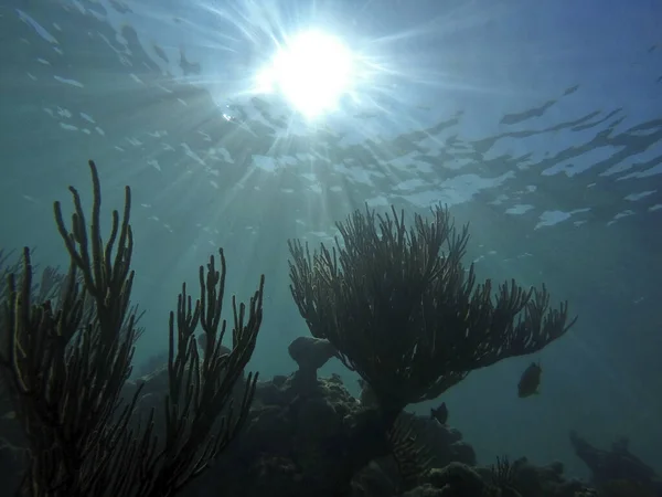 Underwater View Beautiful Tropical Sea — Stock Photo, Image