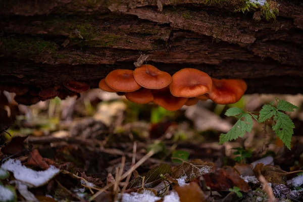 Champignons Dans Forêt — Photo