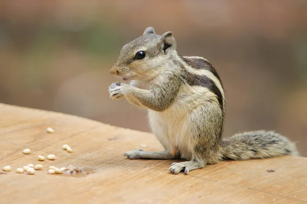 Écureuil Manger Une Noix — Photo