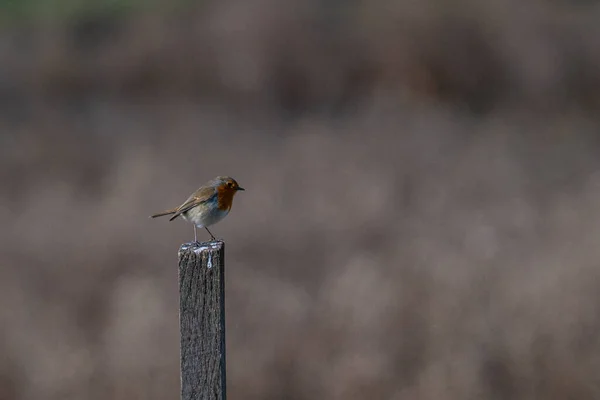 木の枝に鳥がいて — ストック写真