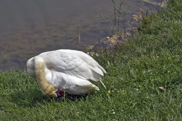 Une Oie Blanche Dans Herbe — Photo