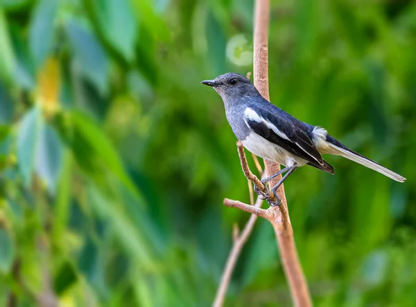 Красивый Снимок Птицы Естественной Среде Обитания — стоковое фото