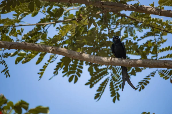 Een Vogel Een Tak Van Een Boom Het Bos — Stockfoto