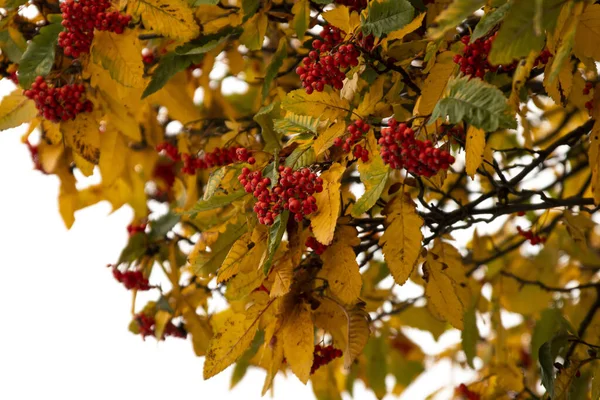 秋の紅葉秋の季節 — ストック写真