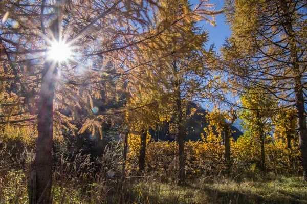 Ağaçlar Yapraklarla Dolu Sonbahar Manzarası — Stok fotoğraf