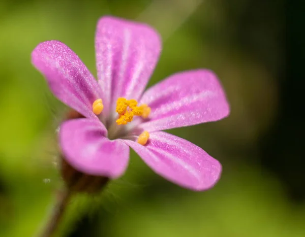 Schöne Blumen Garten — Stockfoto