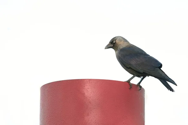 Птица Сидит Деревянном Столбе — стоковое фото