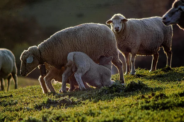 Sheep Pasture — Stock Photo, Image